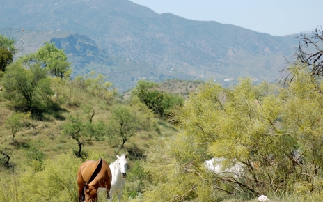 Horses in Gaucin